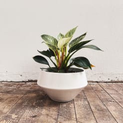 Philodendron Birkin
